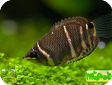 Sphaerichthys osphromenoides