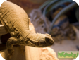 Uromastyx hardwickii