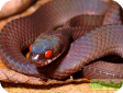 Asthenodipsas vertebralis