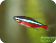 Cheirodon axelrodi