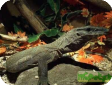 Varanus rudicollis
