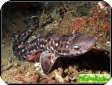 Atelomycterus marmoratus 