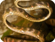 Boiga drapiezii