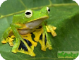 Rhacophorus nigropalmatus