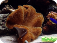Sarcophyton sp. 