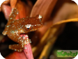 Nyctixalus pictus