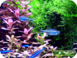 Hemigrammus armstrongi