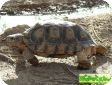 Geochelone chilensis