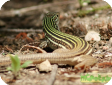 Cnemidophorus 