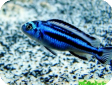 Melanochromis cyaneorhabdos