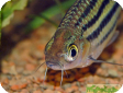 Puntius lineatus