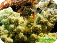 Periclimenes brevicarpalis 