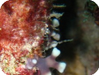 Distichopora sp. 