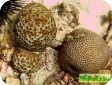 Goniastrea sp.  