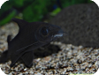 Labeo chrysophekadion (Morulius chrysophekadion)