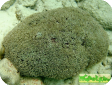 Tubipora musica 