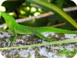 Anolis garmani