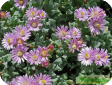 Oscularia