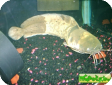 Clarias batrachus
