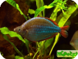 Melanotaenia praecox