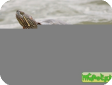 Trachemys gaigeae (Изогнутая) 