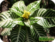 Aphelandra