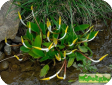 Orontium aquaticum