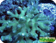 Stylophora sp. 