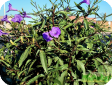 Ruellia L.
