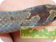 Oligodon albocinctus