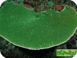 Montipora sp. 