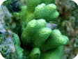 Porites sp.  