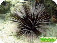 Tripneustes sp.