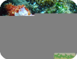 Scleronephthya sp.  