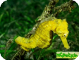 Hippocampus kuda 