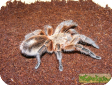 Paraphysa scrofa