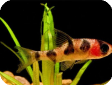 Puntius oligolepis (Barbus oligolepis, Capoeta oligolepis)