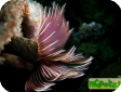 Sabellastarte magnifica 