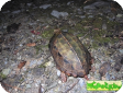 Geoemyda japonica 