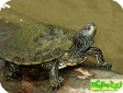 Graptemys geographica 