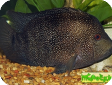 Herichthys cyanoguttatus