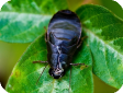 Diploptera punctata (Таракан жук)