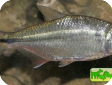 Astyanax mexicanus (A. fasciatus mexicanus)