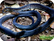 Elaphe flavolineata