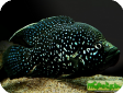 Paratilapia polleni