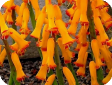 Lachenalia