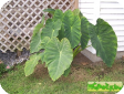 Colocasia esculenta