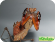 Deroplatys dessicata 