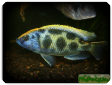 Haplochromis venustus