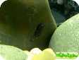 Gastromyzon scitulus